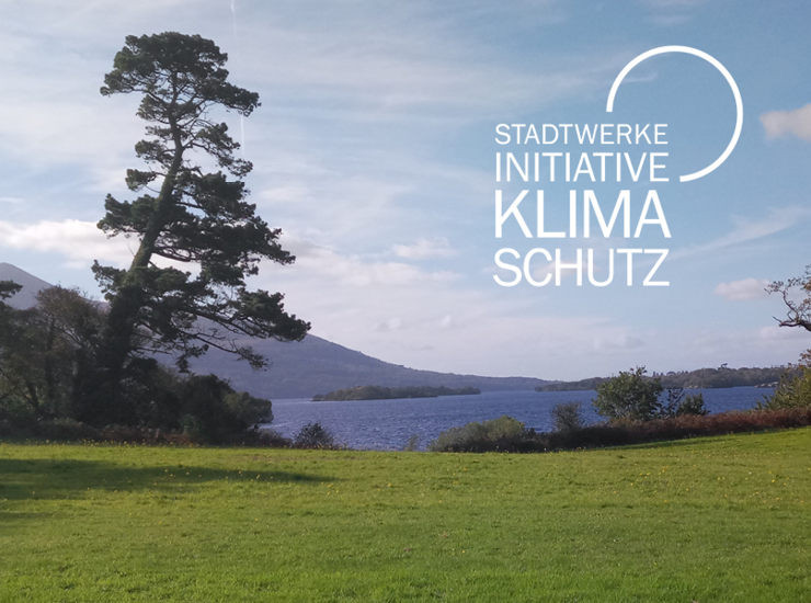 Wiese mit Baum