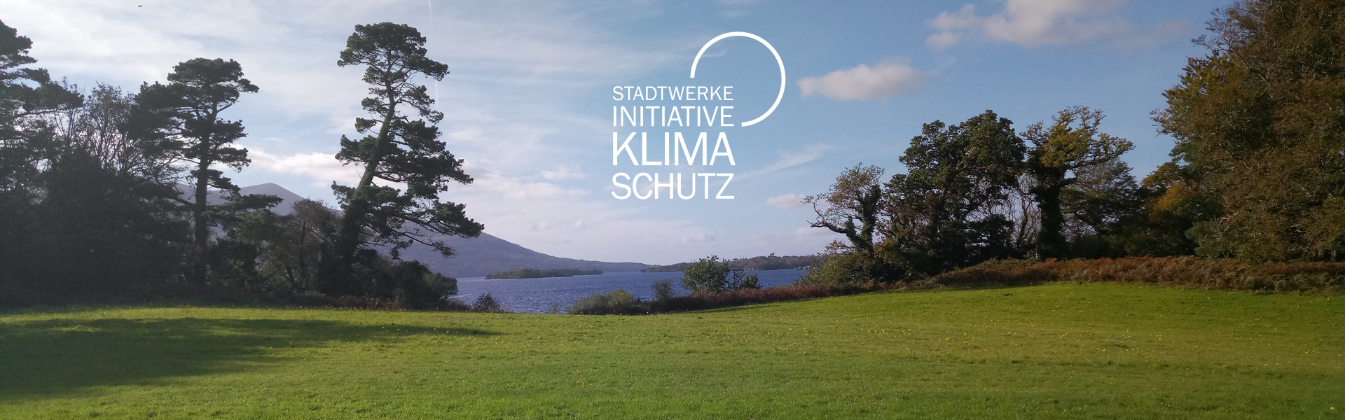Bäume stehen auf einer grünen Wiese