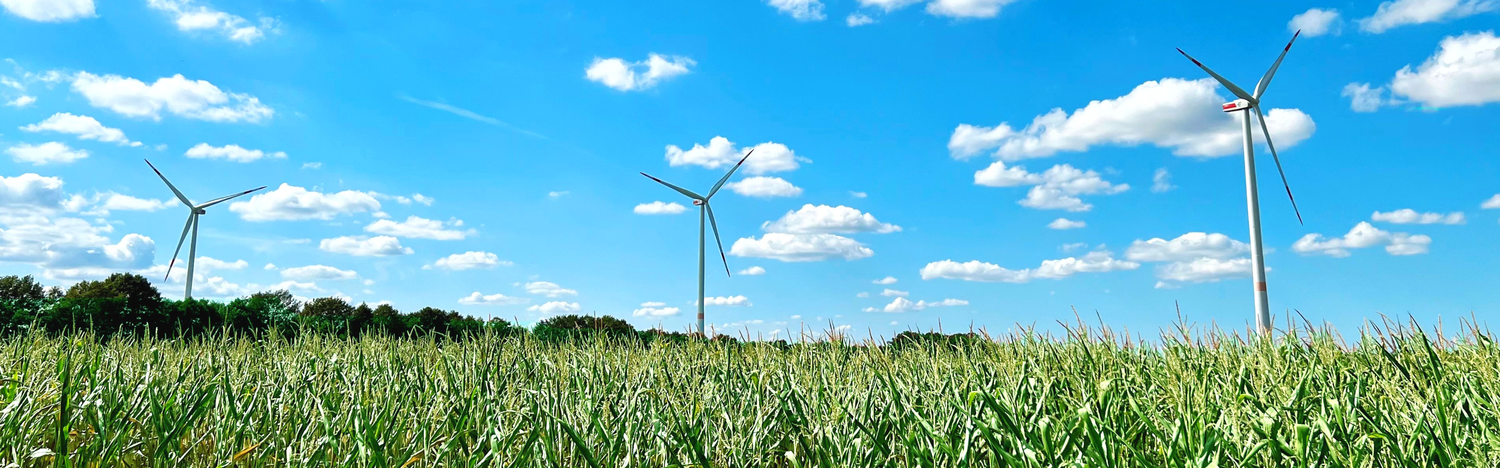 Drei Windräder stehen im Maisfeld